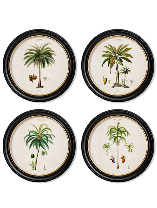 c.1843 Studies of South American Palm Trees in Round Frames