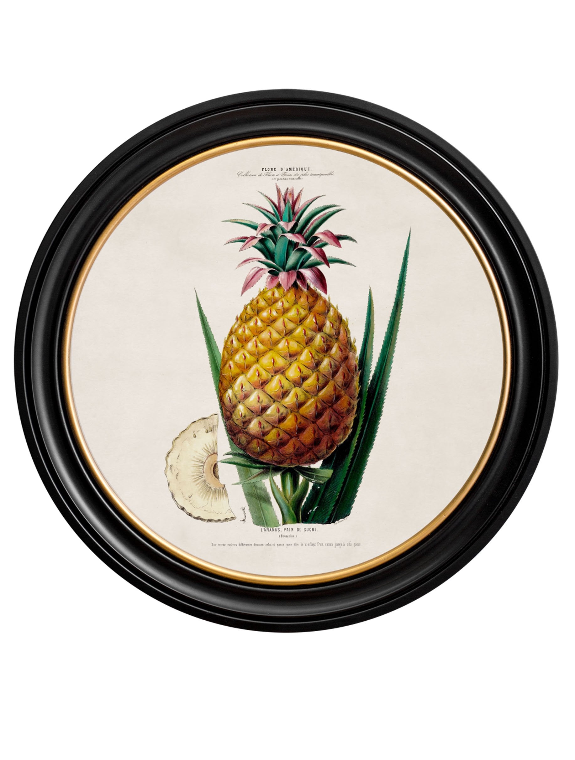 c.1843 Pineapple Plant - Round Frame - The Weird & Wonderful