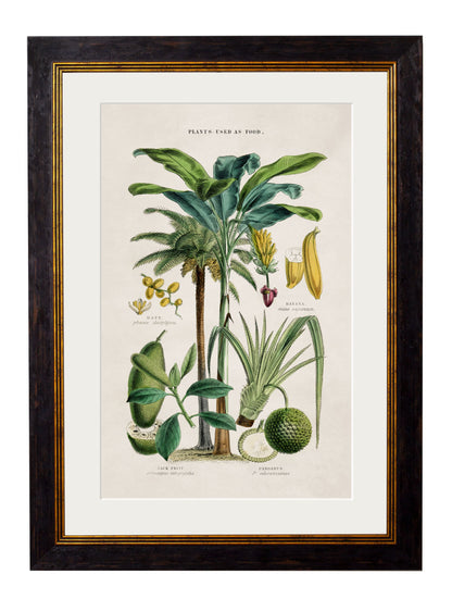 c.1877 Tropical Plants Used as Food and Clothing