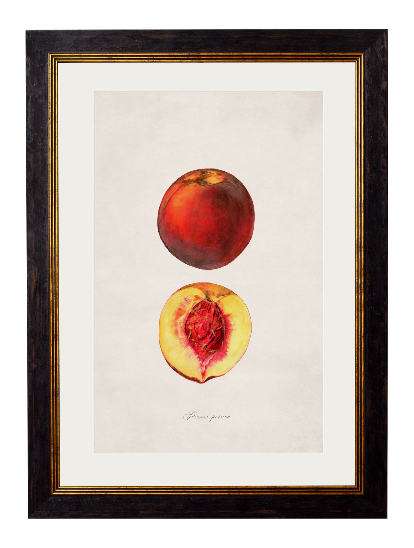 c.1886 Studies of Fruit