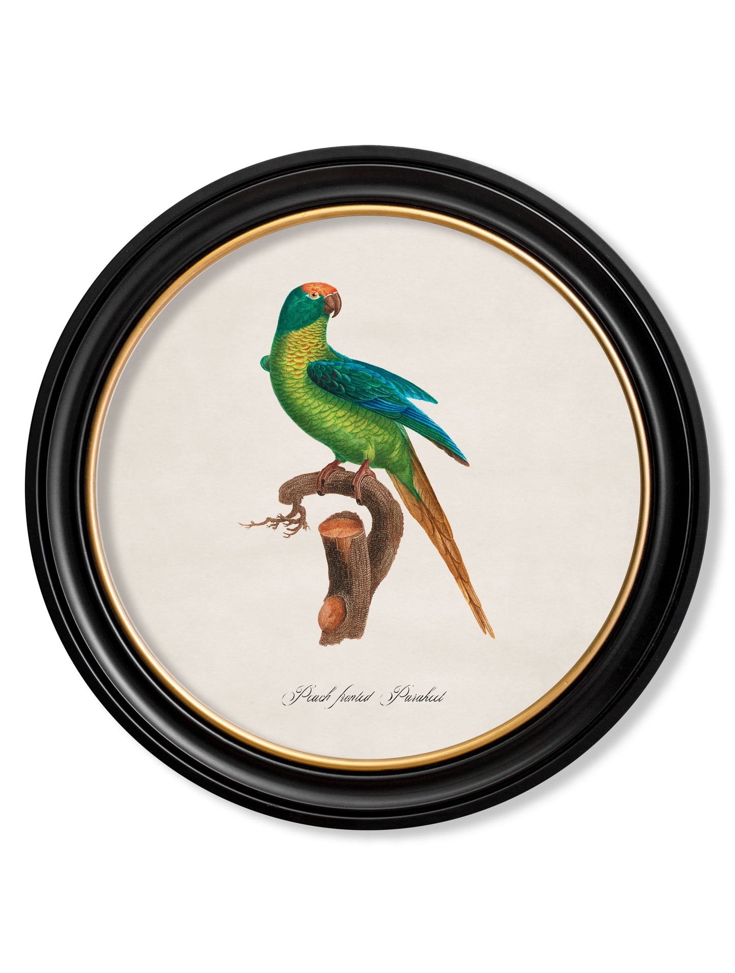 C.1800's Collection of Parrots in Round Frames 2