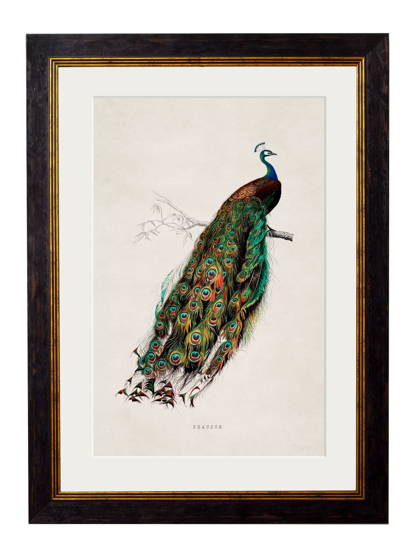 c.1847 Peacock