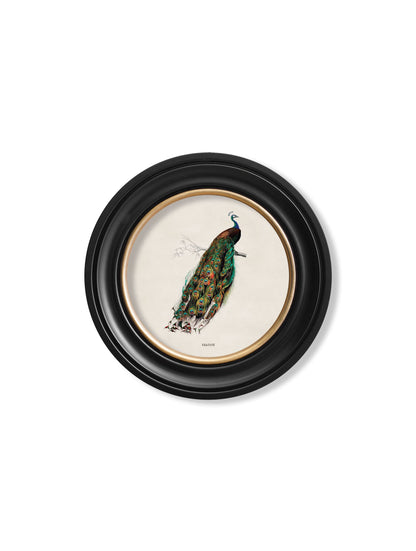 c.1809 British Birds in Round Frames