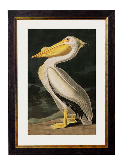 c.1838 Audubon's Birds of America