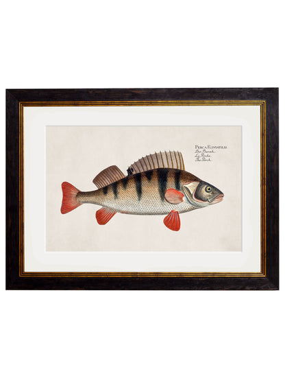 c.1785 Fresh Water Fish