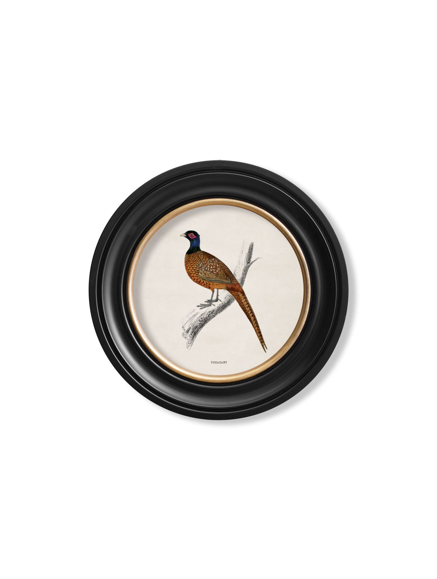 c.1809 British Birds in Round Frames