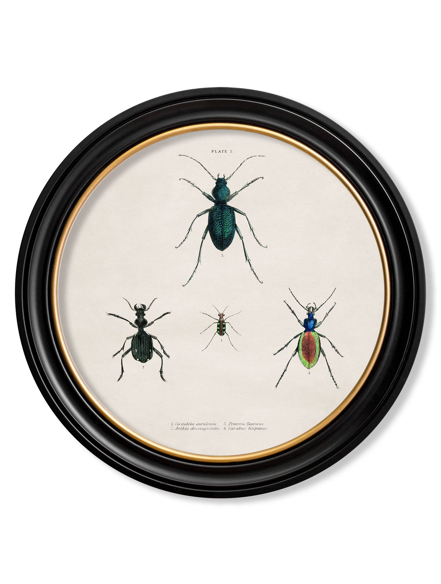 c.1836 Beetle Plates - Round Frame