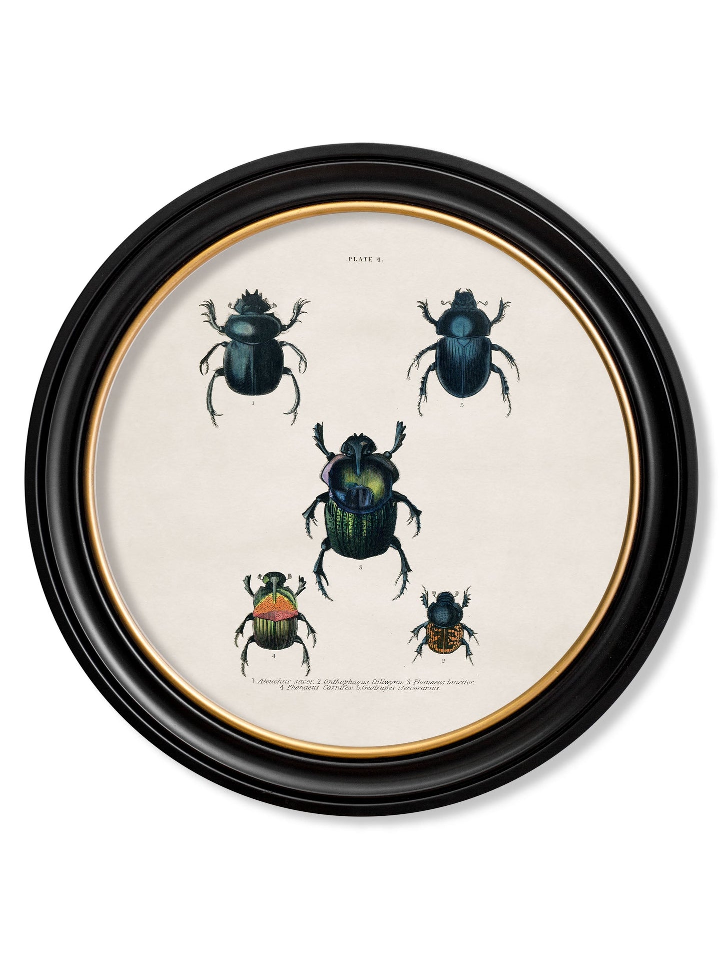 c.1836 Beetle Plates - Round Frame