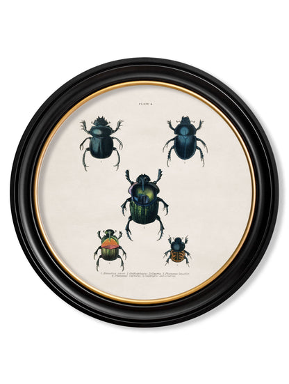 c.1836 Beetle Plates - Round Frame