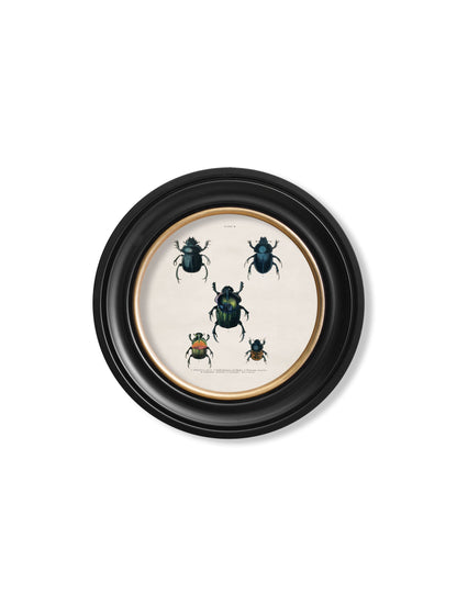 c.1836 Beetle Plates - Round Frame