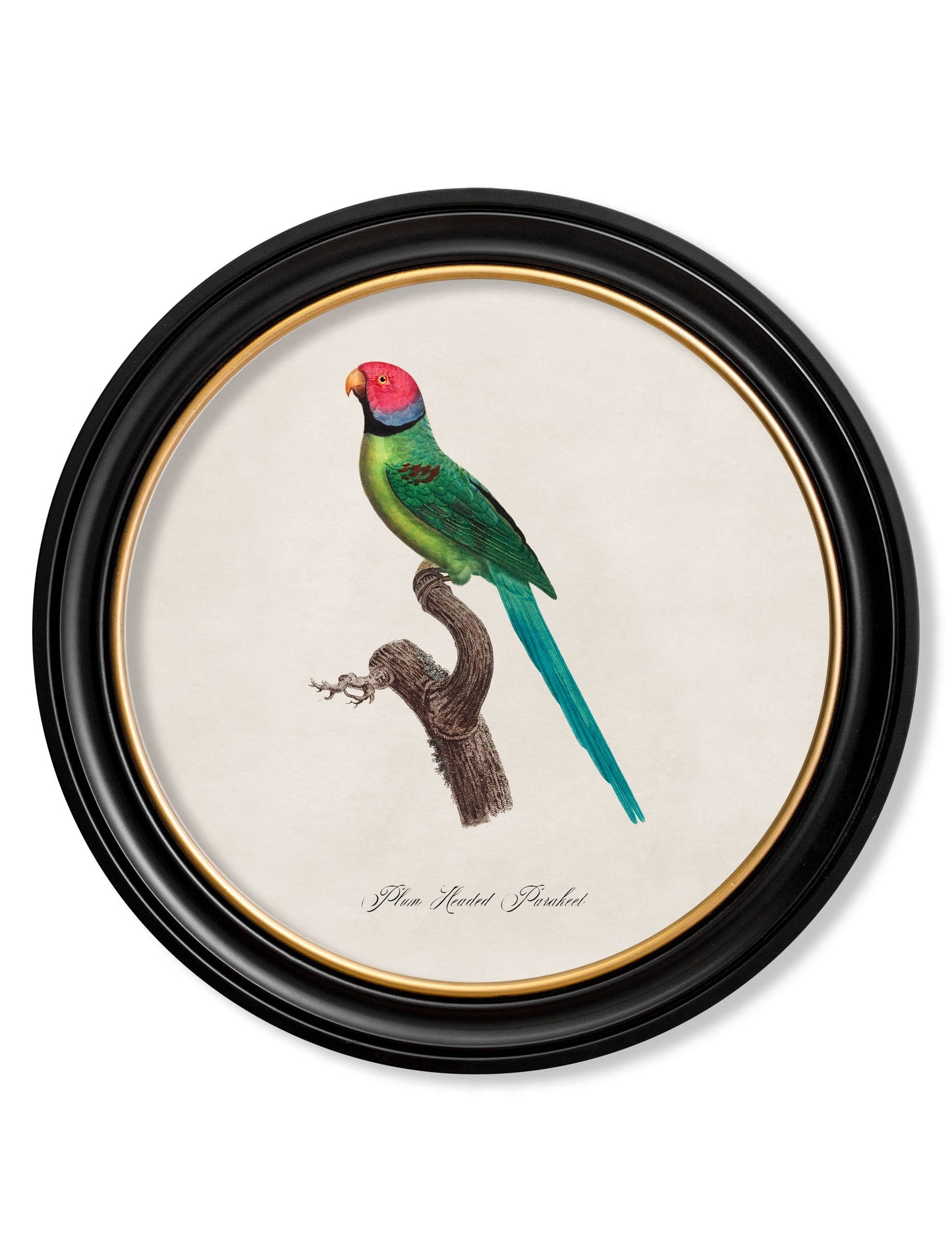 C.1800's Collection of Parrots in Round Frames 1