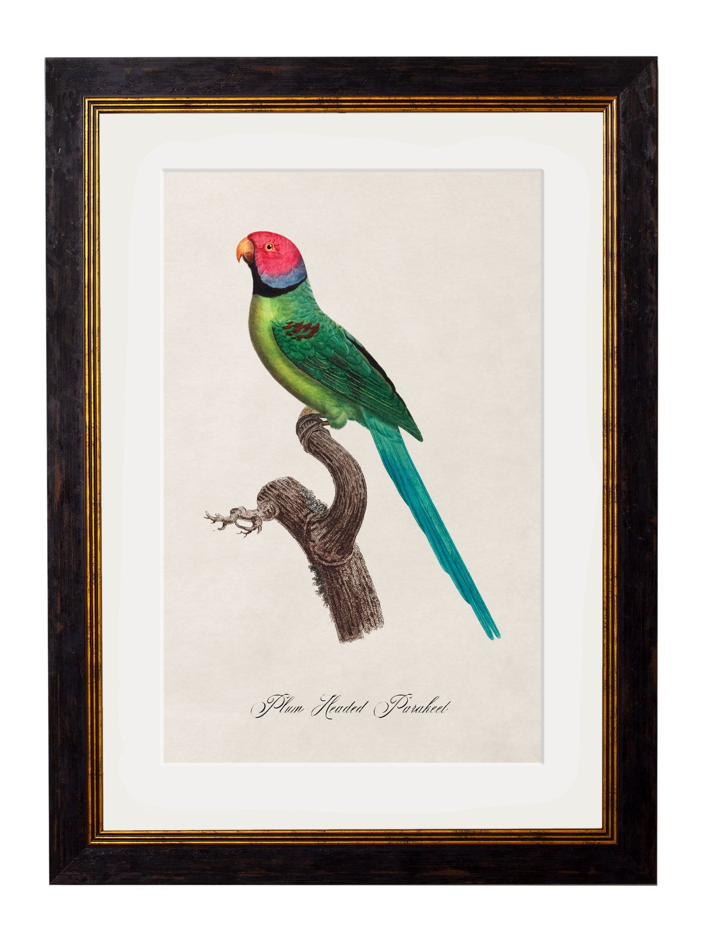 C.1800's Collection of Parrots