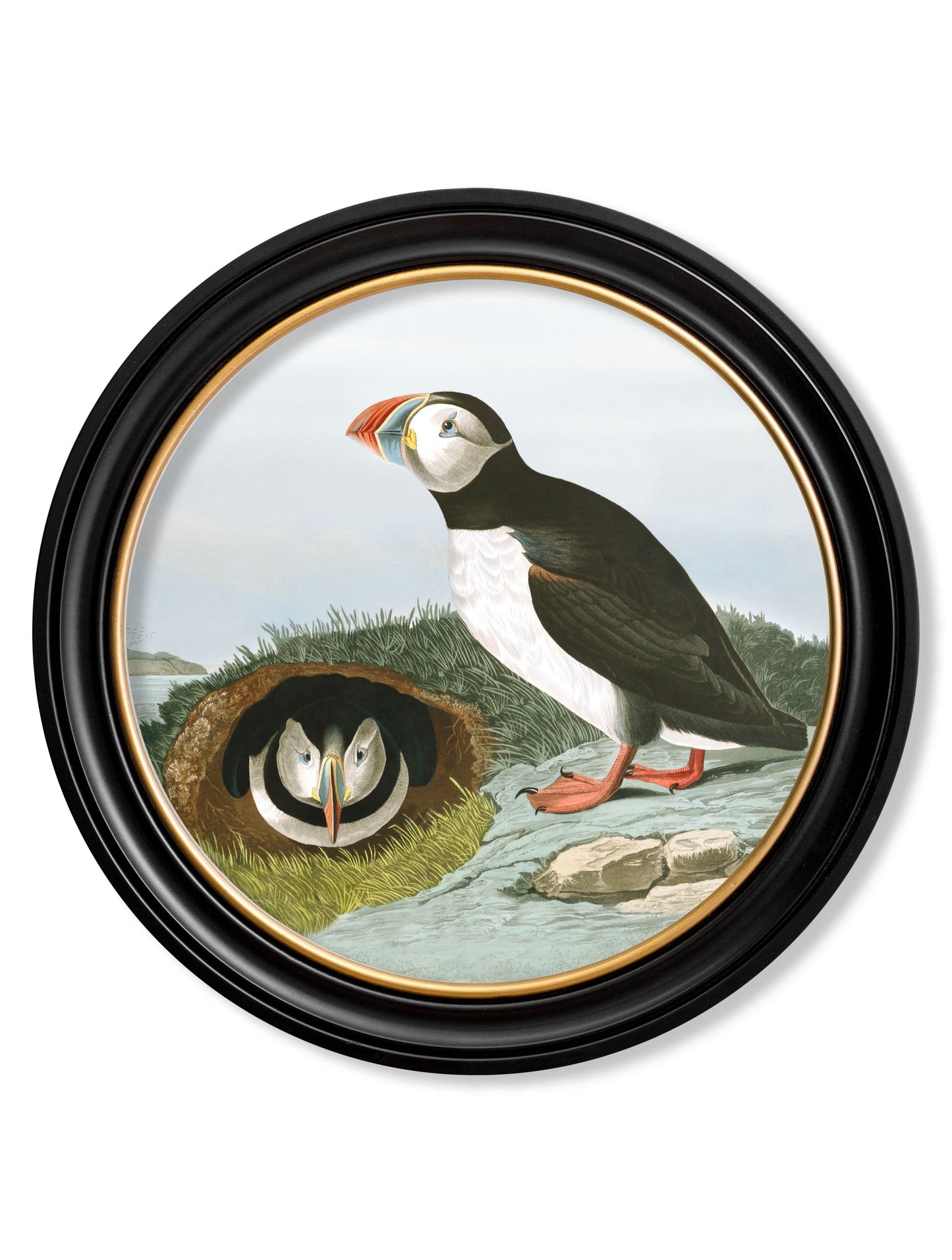 c.1838 Audubon's Puffins - Round Frame