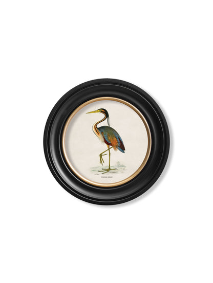 c.1870 Wading Birds in Round Frames