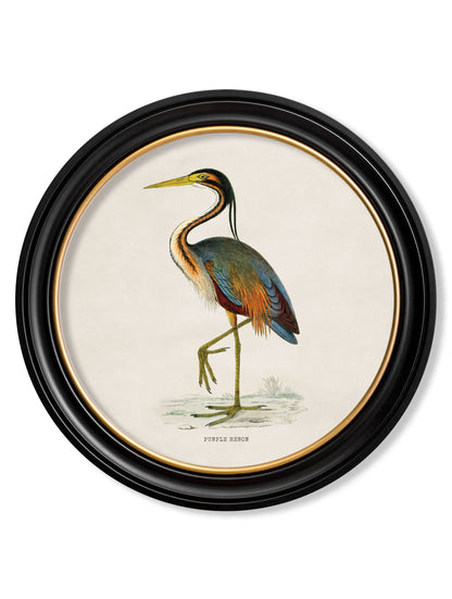 c.1870 Wading Birds in Round Frames