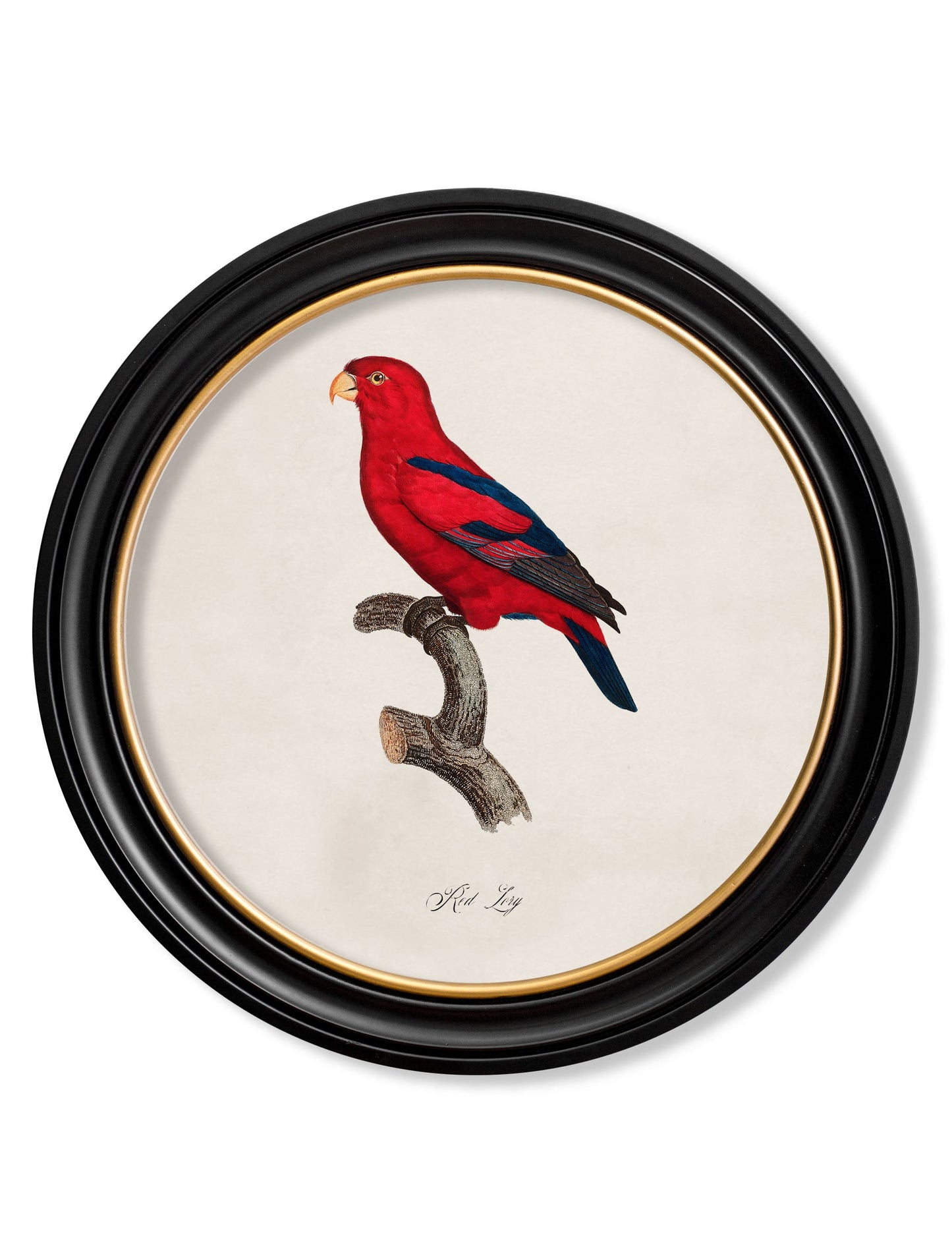 C.1800's Collection of Parrots in Round Frames 2