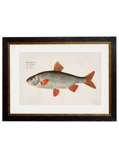 c.1785 Fresh Water Fish