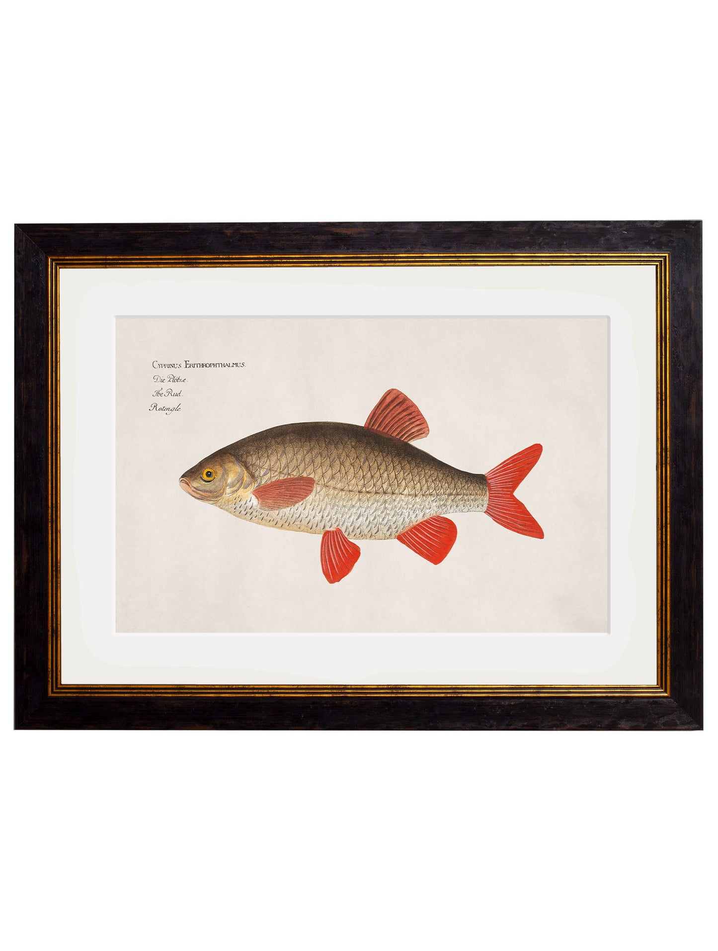 c.1785 Fresh Water Fish