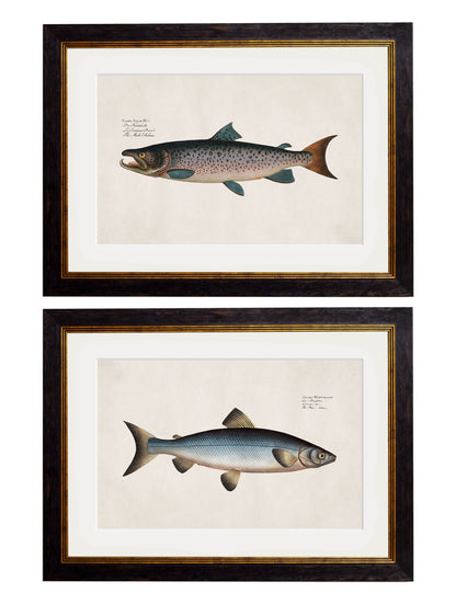 c.1785 Studies of Salmon