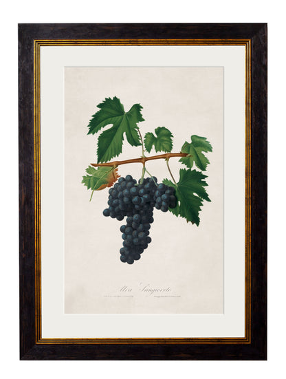 c.1817 Collection of Botanical Grapes