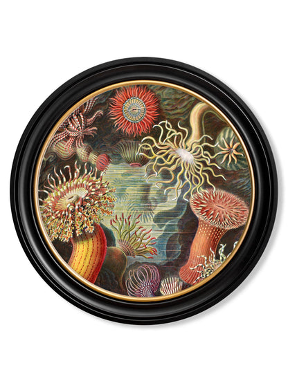 c.1904 Haeckel Flora and Fauna - Round Frames