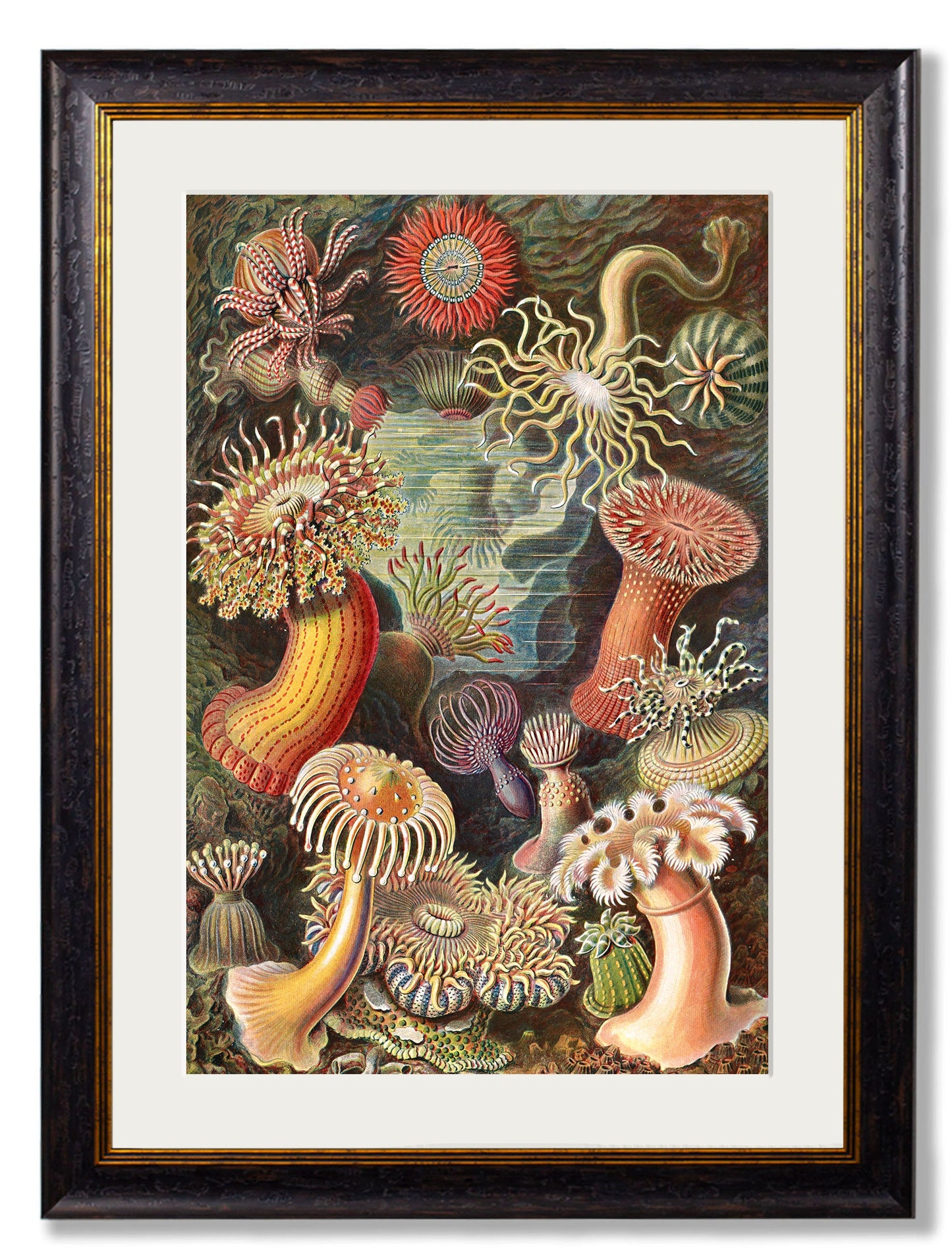 c.1904 Haeckel Flora