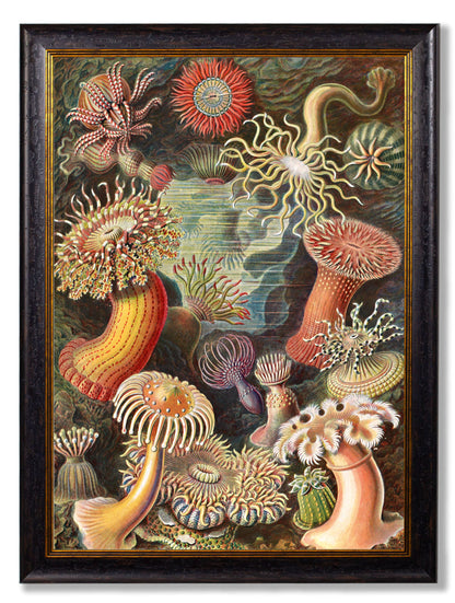 c.1904 Haeckel Flora