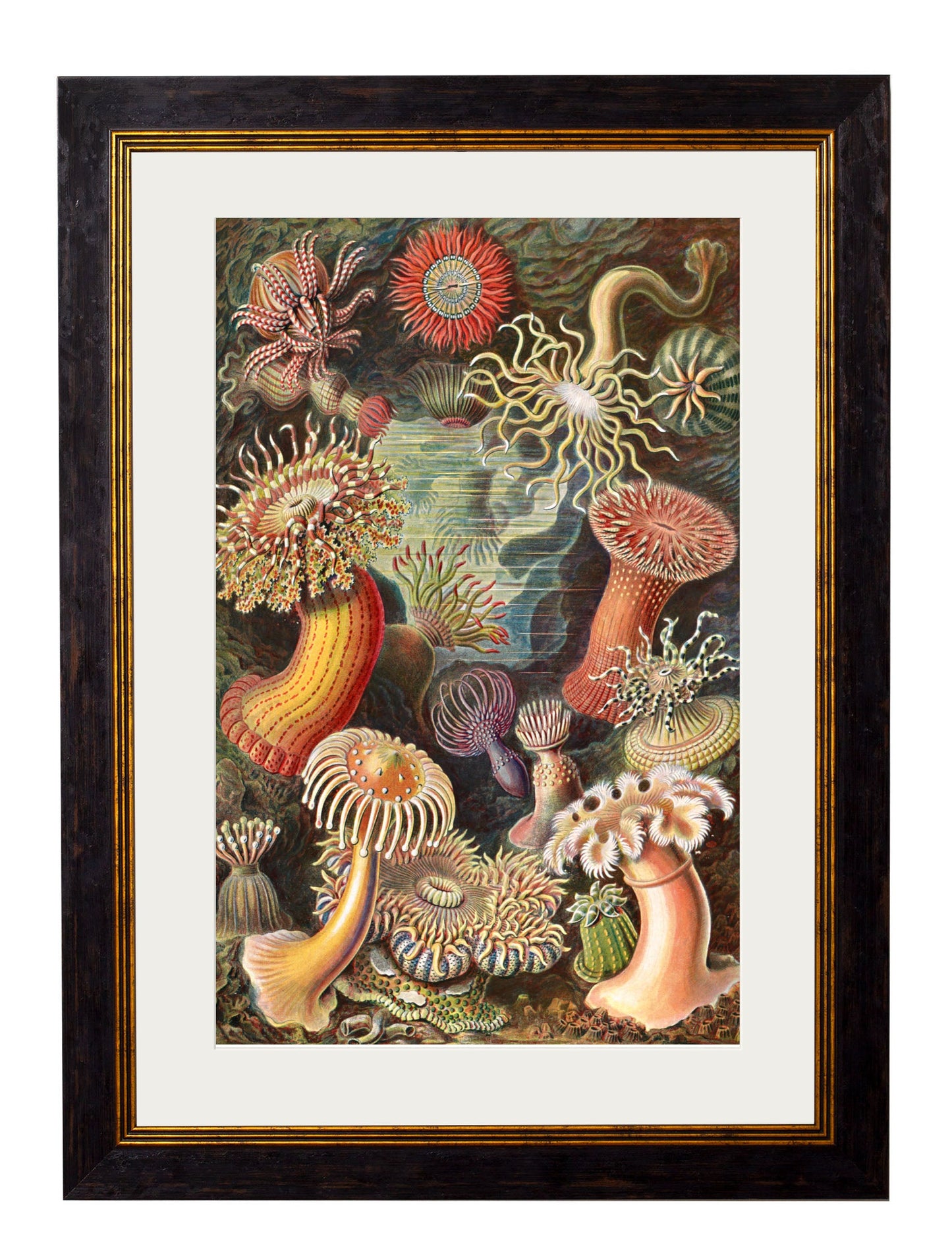 c.1904 Haeckel Flora