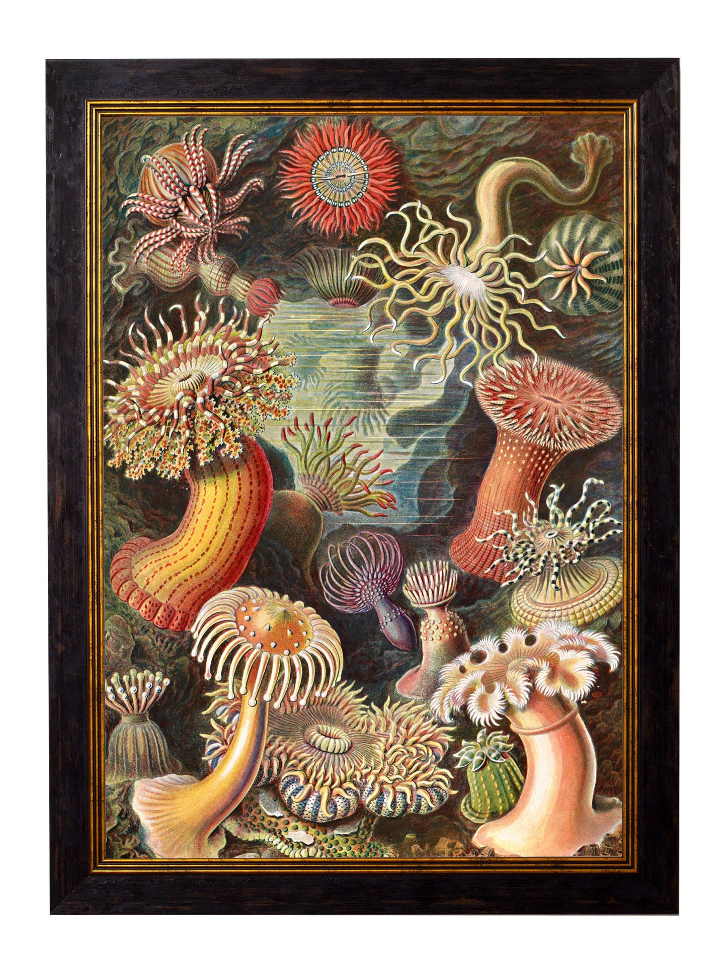 c.1904 Haeckel Flora