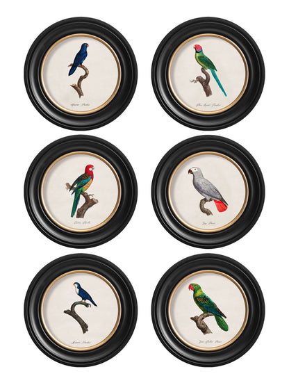 C.1800's Collection of Parrots in Round Frames 1