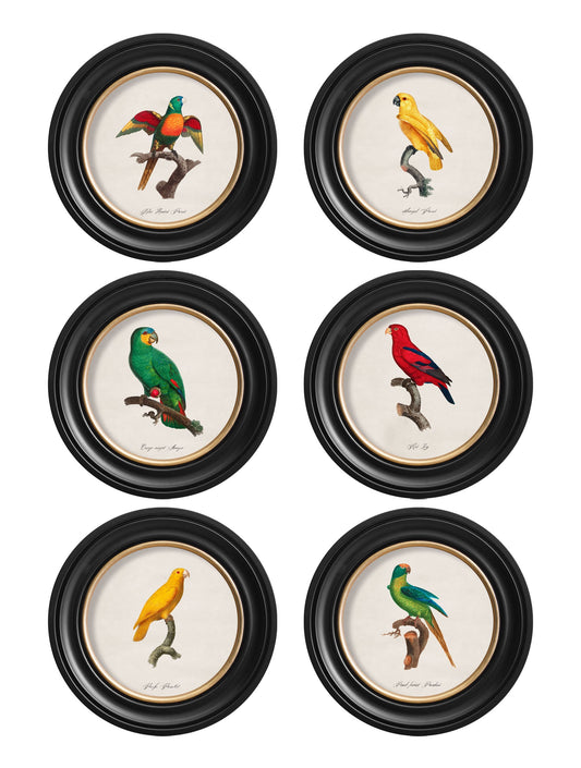 C.1800's Collection of Parrots in Round Frames 2