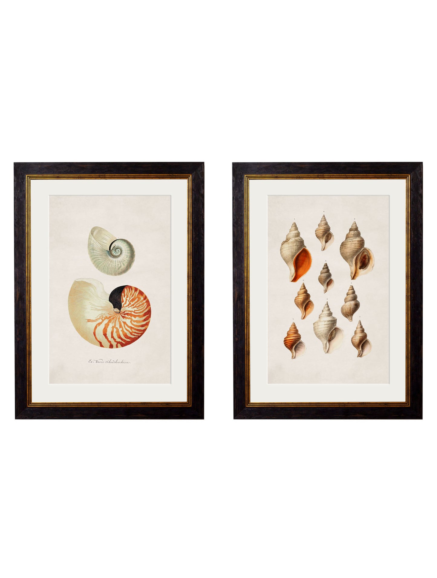 c.1848 Studies of Shells