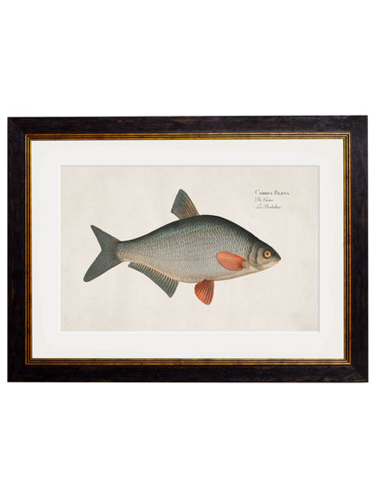 c.1785 Fresh Water Fish