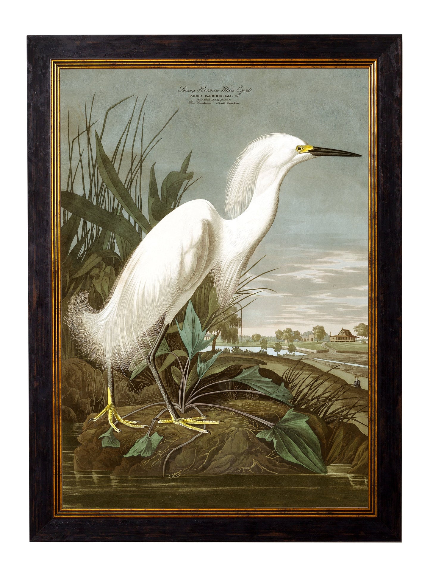 c.1838 Audubon's Herons