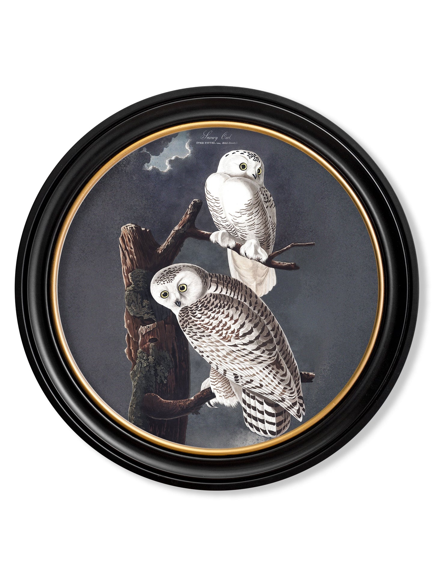 c.1838 Audubon's Owls - Round Frame