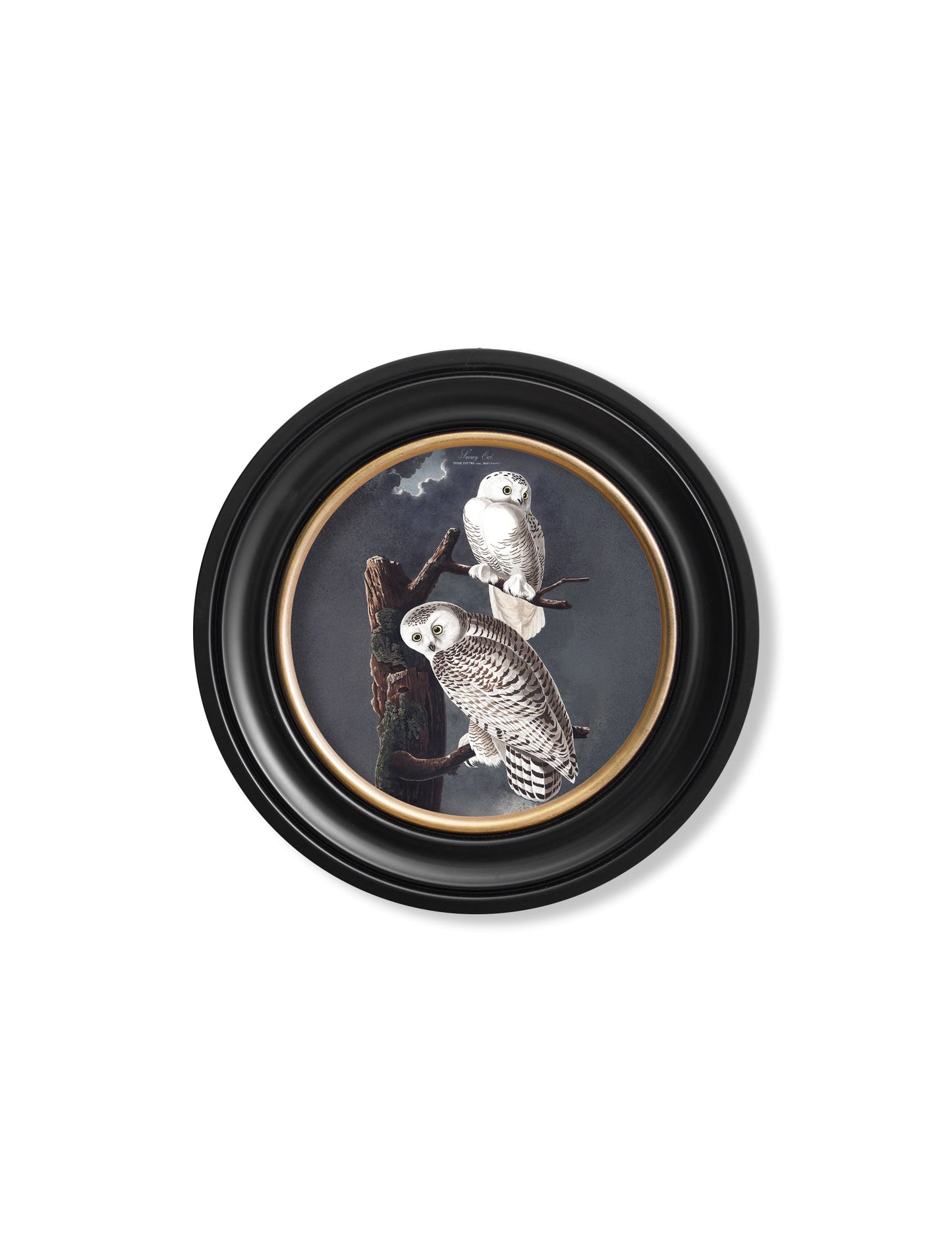 c.1838 Audubon's Owls - Round Frame