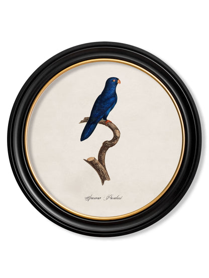 C.1800's Collection of Parrots in Round Frames 1