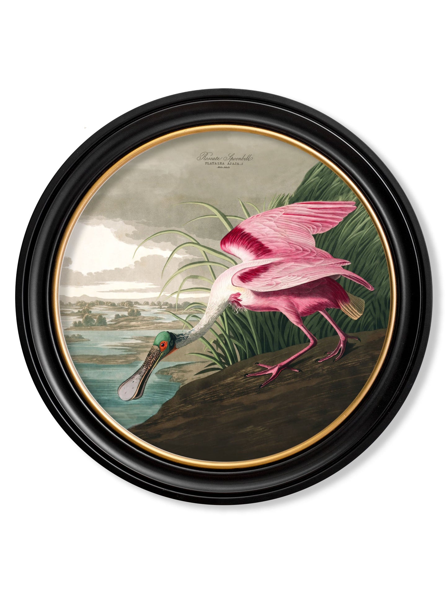 c.1838 Audubon's Birds of America in Round Frames