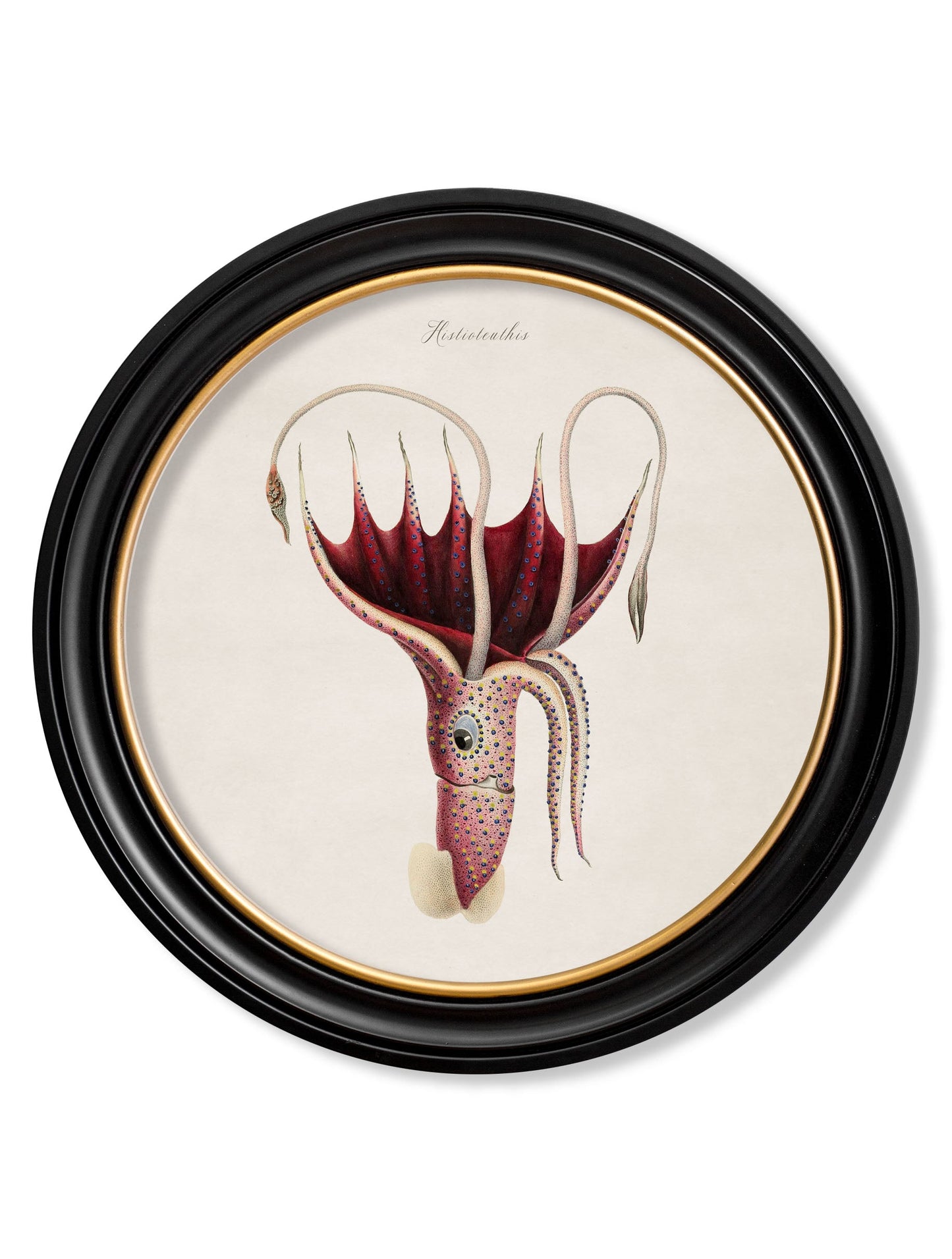 c.1876 Marine Animals in Round Frames