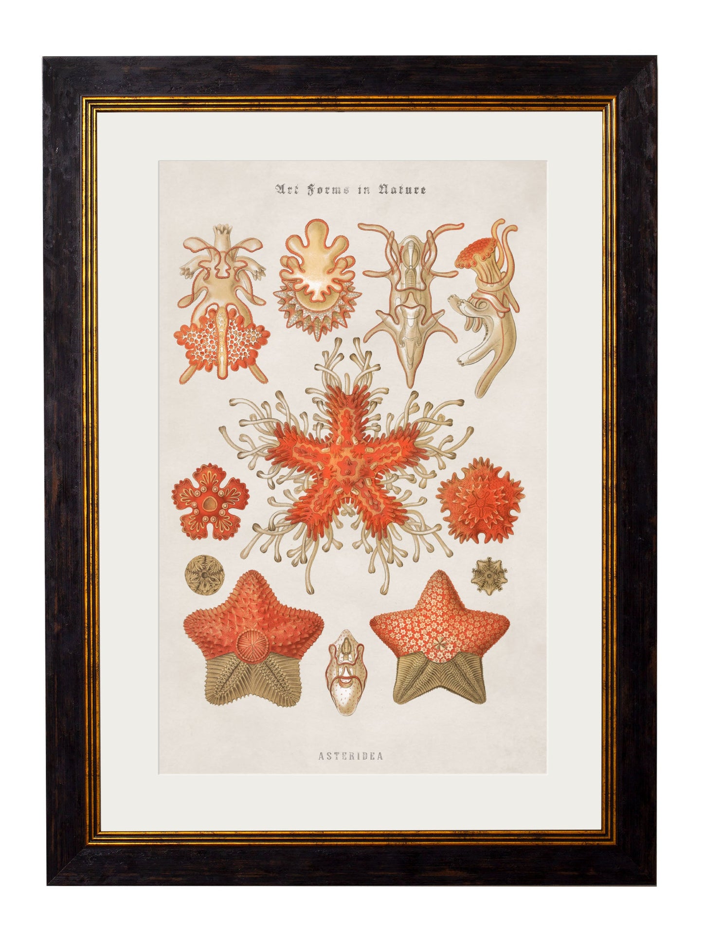 c.1904 Haeckel Marine Animals