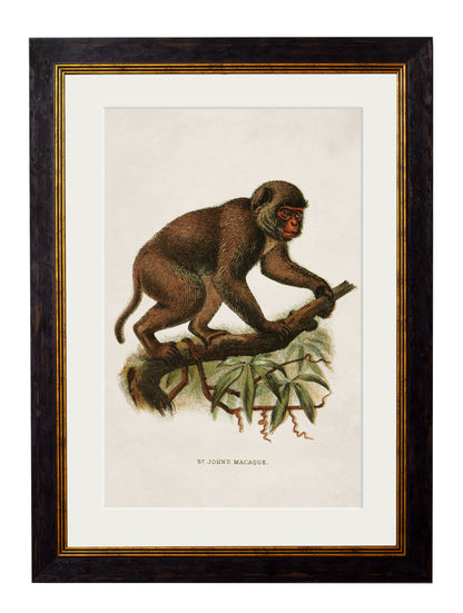 c.1910 Collection of Primates