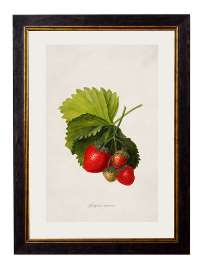 c.1886 Study of Berries & Cherries