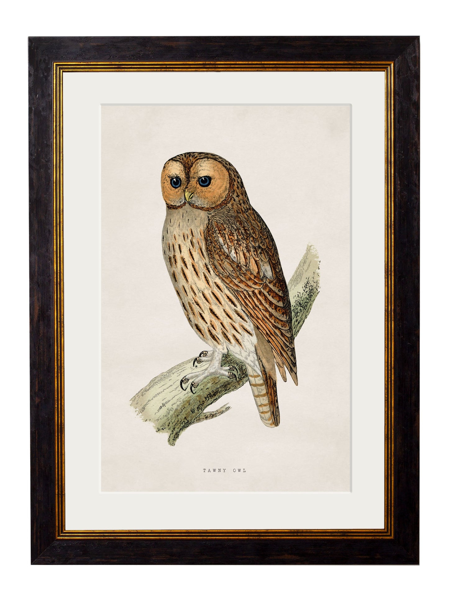 c.1870 British Owls