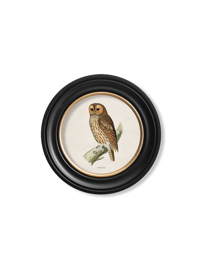 c.1870 British owls in Round Frames