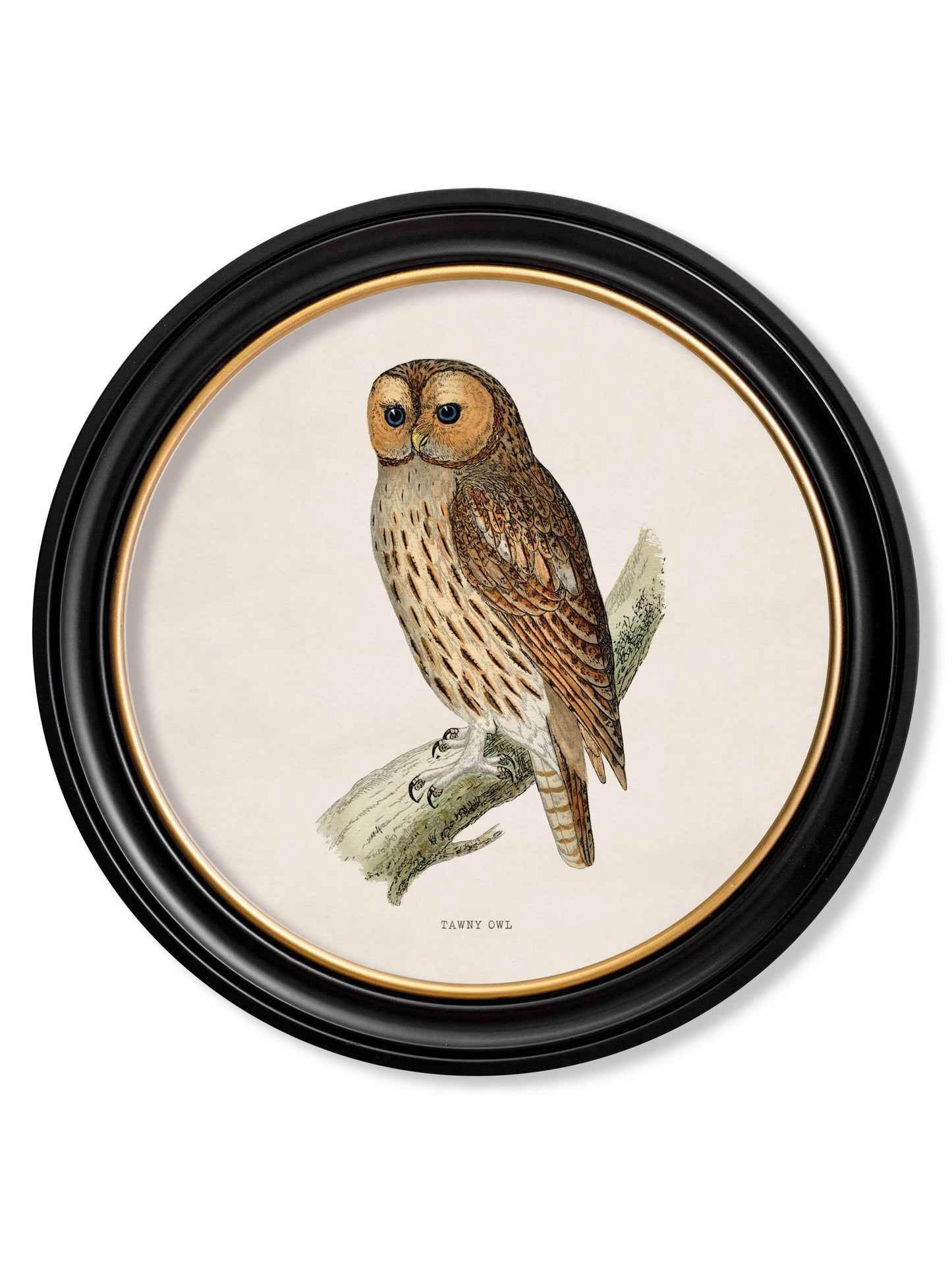 c.1870 British owls in Round Frames