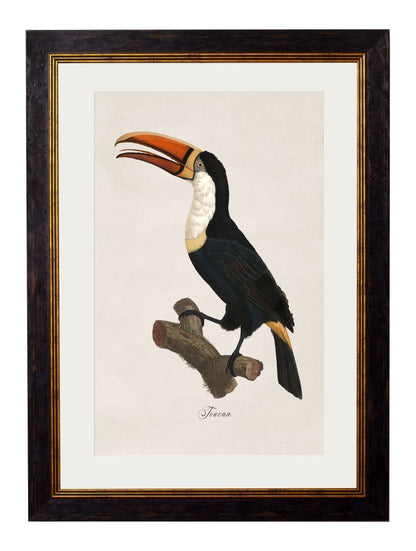 c.1809 Toucans