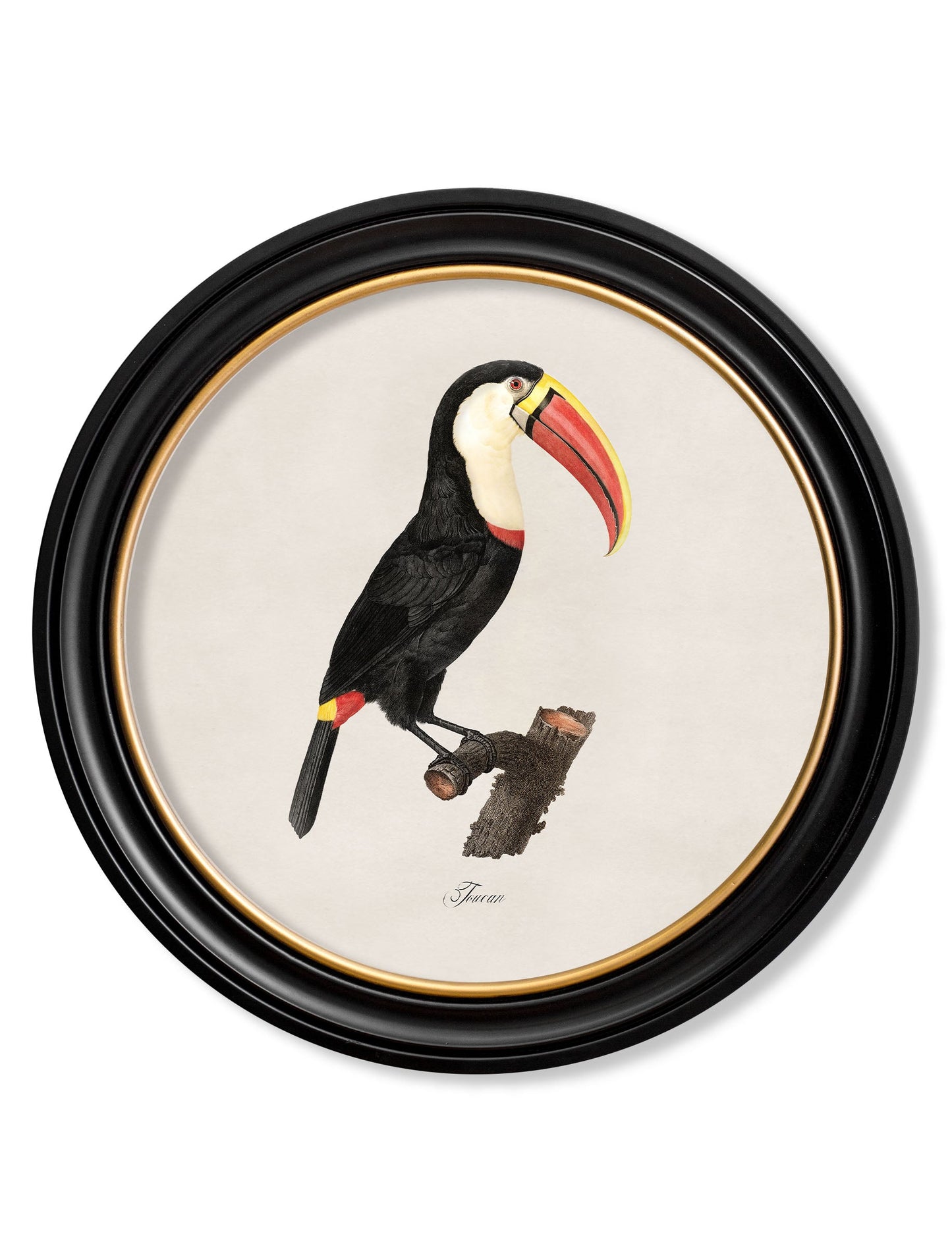 c.1809 Toucans - Round Frame