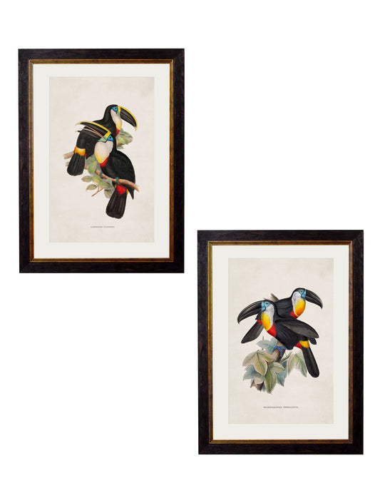 c.1848 Toucans