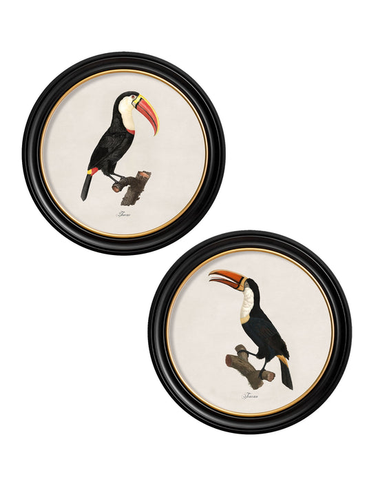 c.1809 Toucans - Round Frame