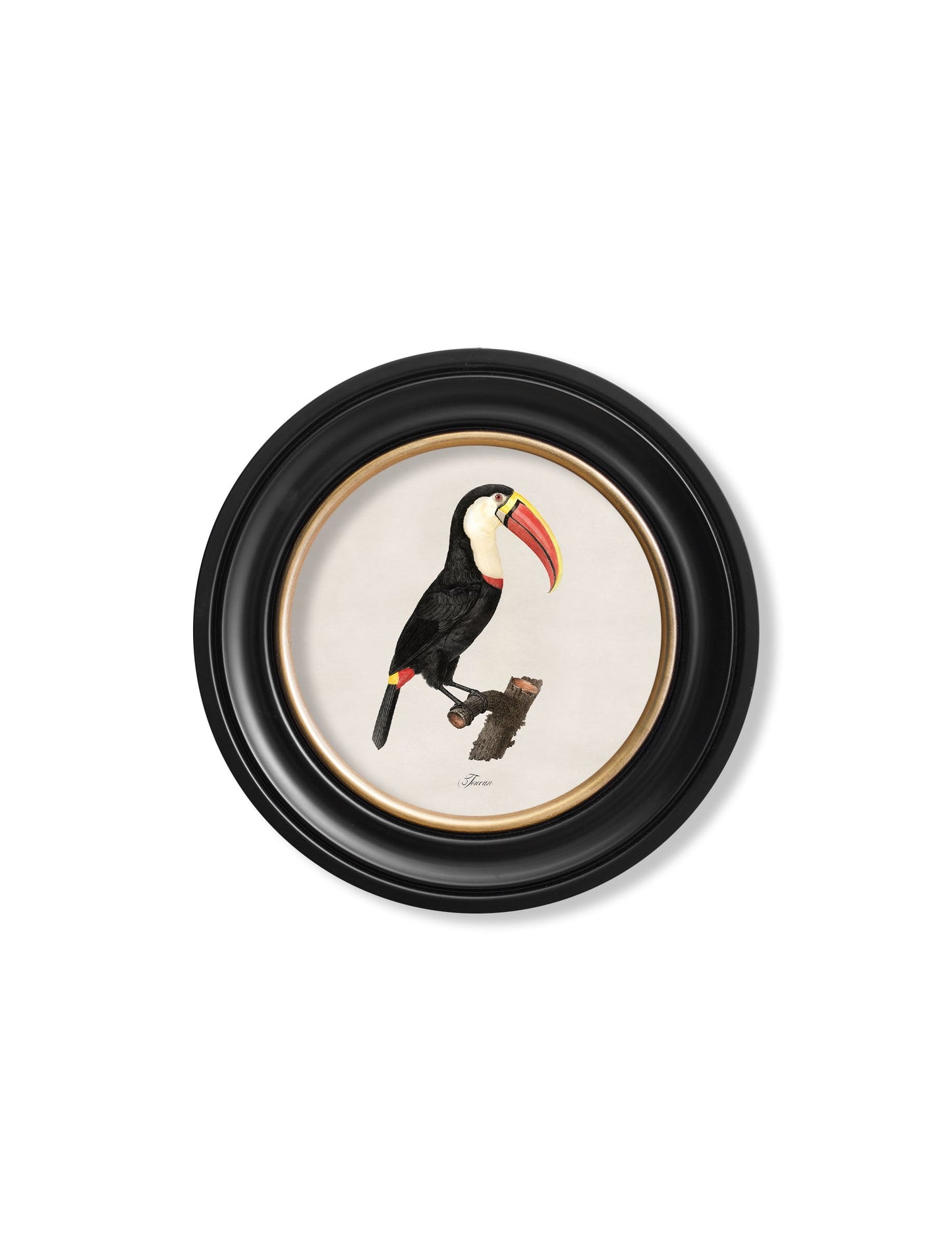 c.1809 Toucans - Round Frame